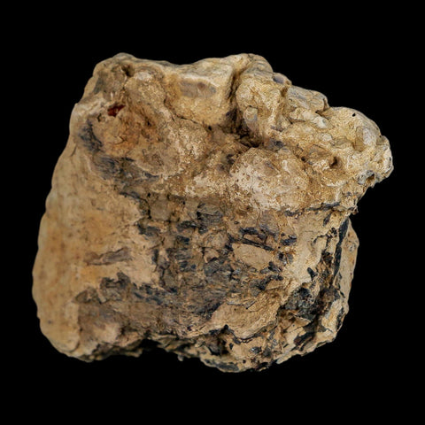 2.7" Tyrannosaurus Rex Fossil Bone Dinosaur Lance Creek Formation Wyoming COA