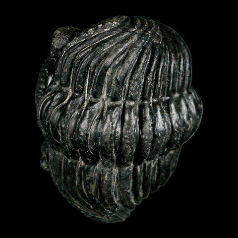 4.1" Huge Rolled Drotops Trilobite Fossil Devonian Age Morocco Arthropod COA - Fossil Age Minerals