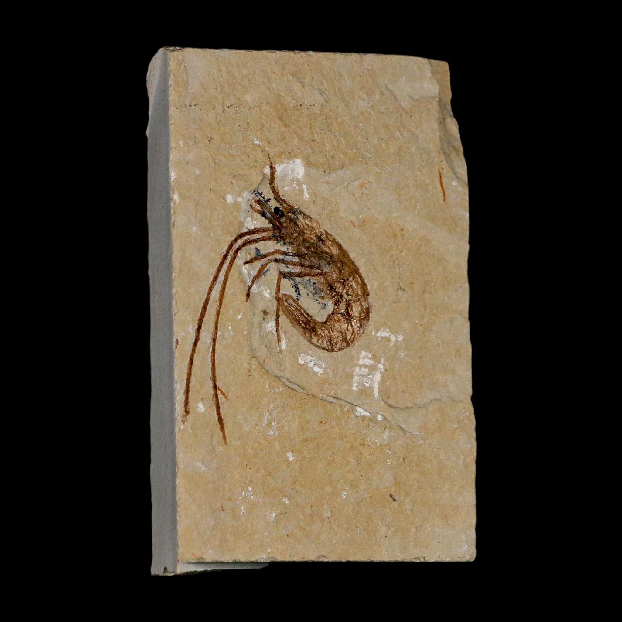 1.5" Fossil Shrimp Carpopenaeus Cretaceous Age 100 Mil Yrs Old Lebanon COA - Fossil Age Minerals