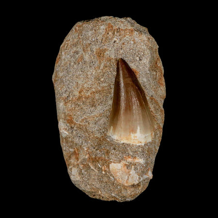 1.5" Mosasaur Prognathodon Fossil Tooth In Matrix Cretaceous Dinosaur Era COA