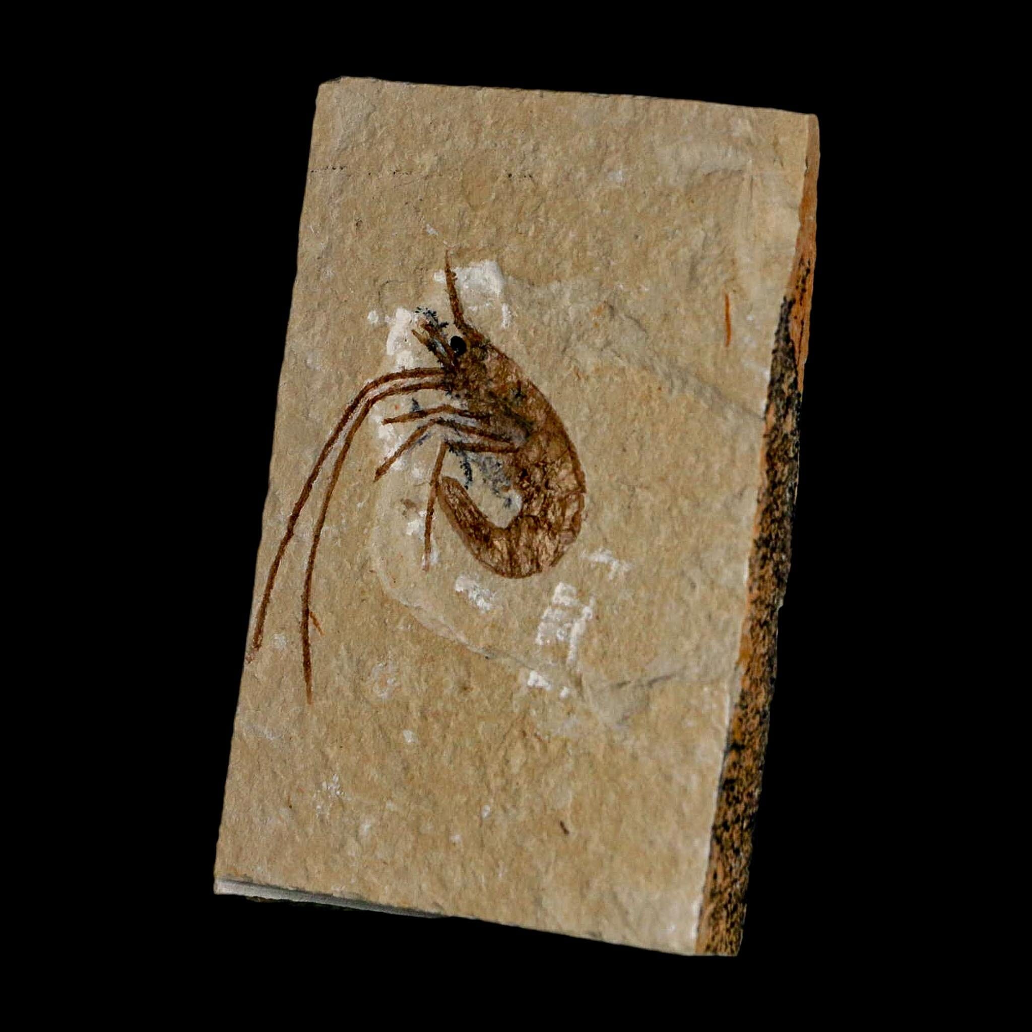 1.5" Fossil Shrimp Carpopenaeus Cretaceous Age 100 Mil Yrs Old Lebanon COA - Fossil Age Minerals