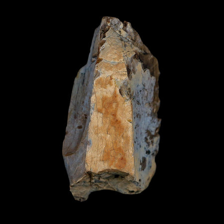 2.6" Tyrannosaurus Rex Fossil Bone Dinosaur Lance Creek Formation Wyoming COA