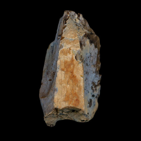 2.6" Tyrannosaurus Rex Fossil Bone Dinosaur Lance Creek Formation Wyoming COA
