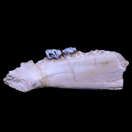 5.4" Running Rhino Hyracodon Nebrascensis Fossil Jaw Teeth SD Badlands COA