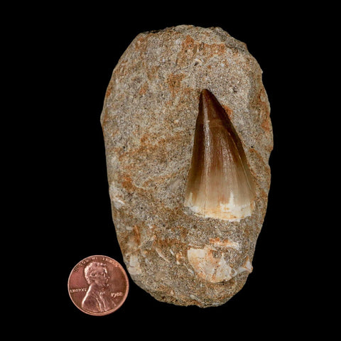 1.5" Mosasaur Prognathodon Fossil Tooth In Matrix Cretaceous Dinosaur Era COA - Fossil Age Minerals