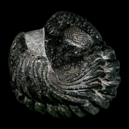 4.1" Huge Rolled Drotops Trilobite Fossil Devonian Age Morocco Arthropod COA