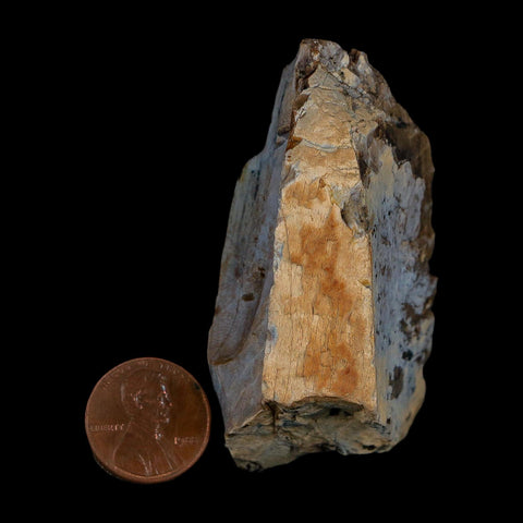 2.6" Tyrannosaurus Rex Fossil Bone Dinosaur Lance Creek Formation Wyoming COA