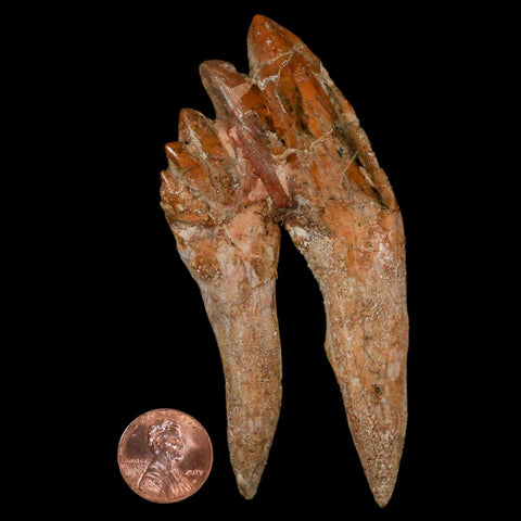 3.9" Basilosaurus Tooth Rooted Prehistoric Whale 34 Mil Yrs Old Late Eocene COA - Fossil Age Minerals