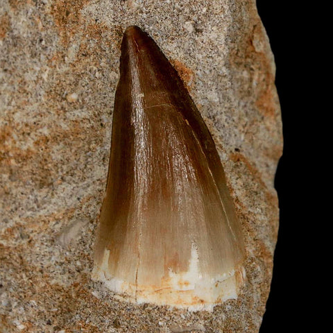 1.5" Mosasaur Prognathodon Fossil Tooth In Matrix Cretaceous Dinosaur Era COA - Fossil Age Minerals