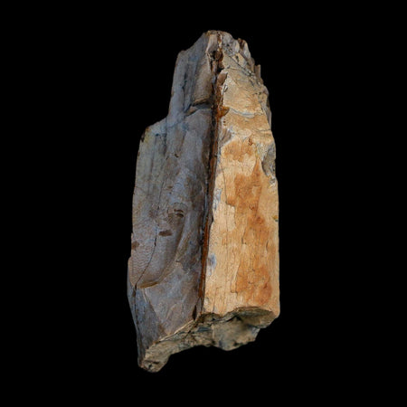 2.6" Tyrannosaurus Rex Fossil Bone Dinosaur Lance Creek Formation Wyoming COA