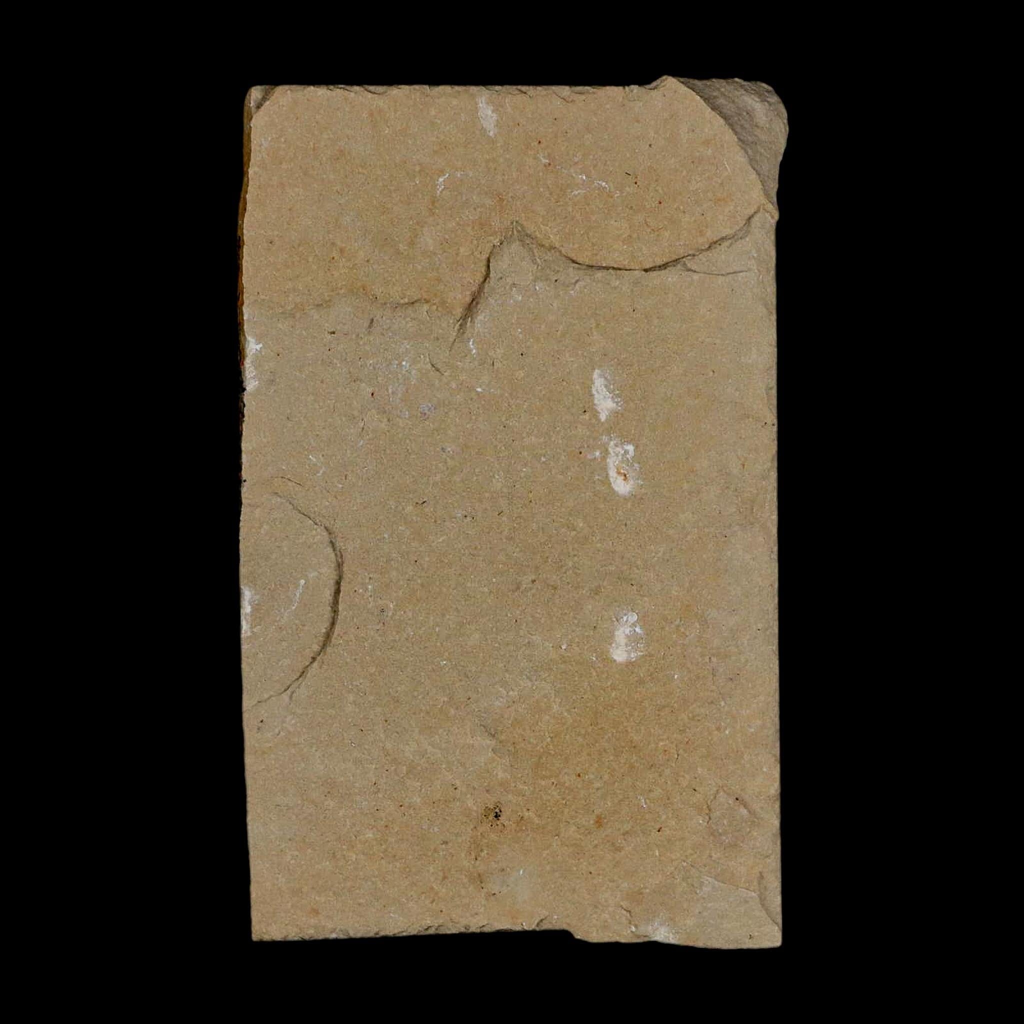 1.5" Fossil Shrimp Carpopenaeus Cretaceous Age 100 Mil Yrs Old Lebanon COA - Fossil Age Minerals