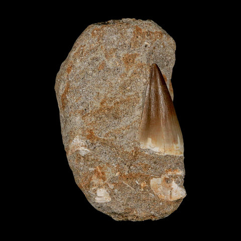 1.5" Mosasaur Prognathodon Fossil Tooth In Matrix Cretaceous Dinosaur Era COA - Fossil Age Minerals