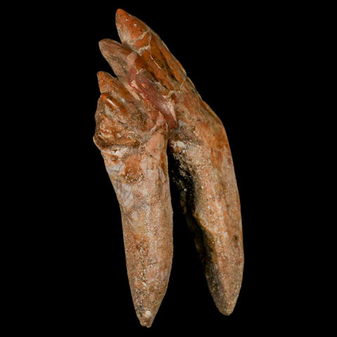3.9" Basilosaurus Tooth Rooted Prehistoric Whale 34 Mil Yrs Old Late Eocene COA - Fossil Age Minerals