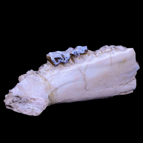 5.4" Running Rhino Hyracodon Nebrascensis Fossil Jaw Teeth SD Badlands COA - Fossil Age Minerals