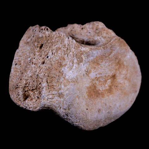 2.3" Plesiosaur Fossil Vertebrae Cretaceous Dinosaur Era Zarafasaura Elasmosaurus COA - Fossil Age Minerals