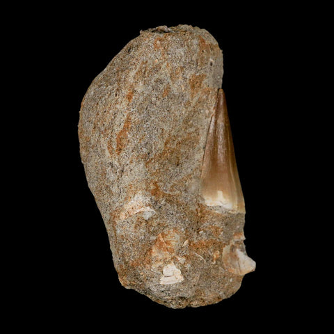 1.5" Mosasaur Prognathodon Fossil Tooth In Matrix Cretaceous Dinosaur Era COA - Fossil Age Minerals