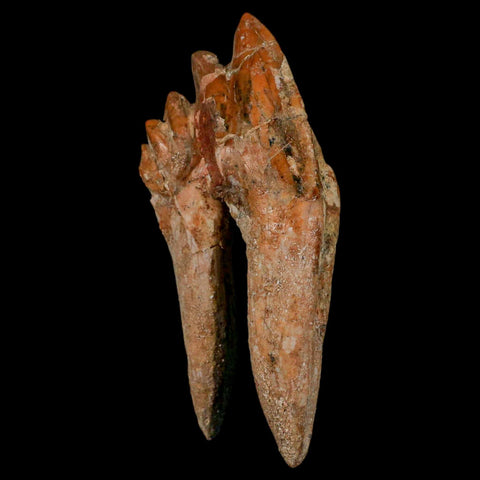 3.9" Basilosaurus Tooth Rooted Prehistoric Whale 34 Mil Yrs Old Late Eocene COA - Fossil Age Minerals