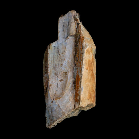 2.6" Tyrannosaurus Rex Fossil Bone Dinosaur Lance Creek Formation Wyoming COA