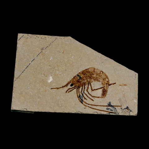 1.5" Fossil Shrimp Carpopenaeus Cretaceous Age 100 Mil Yrs Old Lebanon COA - Fossil Age Minerals