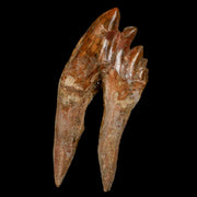 3.9" Basilosaurus Tooth Rooted Prehistoric Whale 34 Mil Yrs Old Late Eocene COA