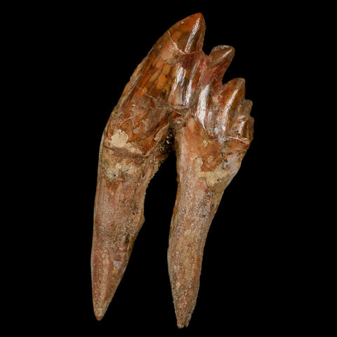 3.9" Basilosaurus Tooth Rooted Prehistoric Whale 34 Mil Yrs Old Late Eocene COA - Fossil Age Minerals