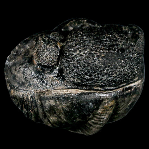 4.3" Huge Rolled Drotops Trilobite Fossil Devonian Age Morocco Arthropod COA - Fossil Age Minerals