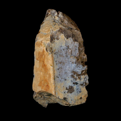 2.6" Tyrannosaurus Rex Fossil Bone Dinosaur Lance Creek Formation Wyoming COA