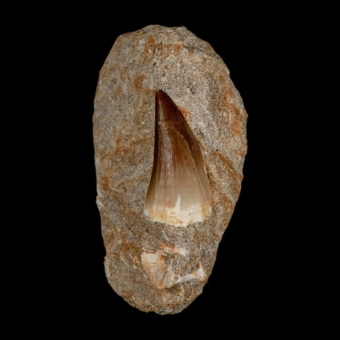 1.5" Mosasaur Prognathodon Fossil Tooth In Matrix Cretaceous Dinosaur Era COA - Fossil Age Minerals
