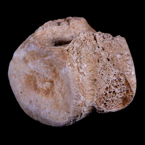 2.3" Plesiosaur Fossil Vertebrae Cretaceous Dinosaur Era Zarafasaura Elasmosaurus COA - Fossil Age Minerals