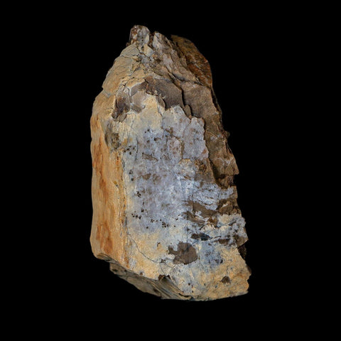 2.6" Tyrannosaurus Rex Fossil Bone Dinosaur Lance Creek Formation Wyoming COA