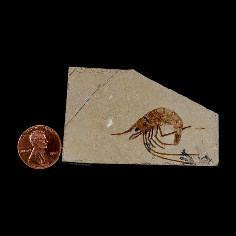 1.5" Fossil Shrimp Carpopenaeus Cretaceous Age 100 Mil Yrs Old Lebanon COA - Fossil Age Minerals