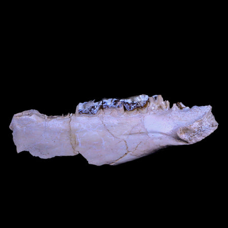 6" Running Rhino Hyracodon Nebrascensis Fossil Jaw Teeth SD Badlands COA