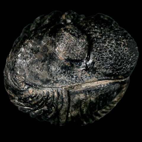 4.3" Huge Rolled Drotops Trilobite Fossil Devonian Age Morocco Arthropod COA - Fossil Age Minerals