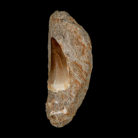 1.5" Mosasaur Prognathodon Fossil Tooth In Matrix Cretaceous Dinosaur Era COA - Fossil Age Minerals