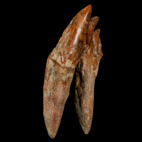 3.9" Basilosaurus Tooth Rooted Prehistoric Whale 34 Mil Yrs Old Late Eocene COA - Fossil Age Minerals