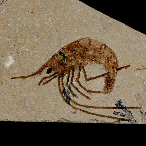 1.5" Fossil Shrimp Carpopenaeus Cretaceous Age 100 Mil Yrs Old Lebanon COA - Fossil Age Minerals