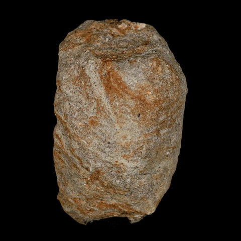 1.5" Mosasaur Prognathodon Fossil Tooth In Matrix Cretaceous Dinosaur Era COA - Fossil Age Minerals