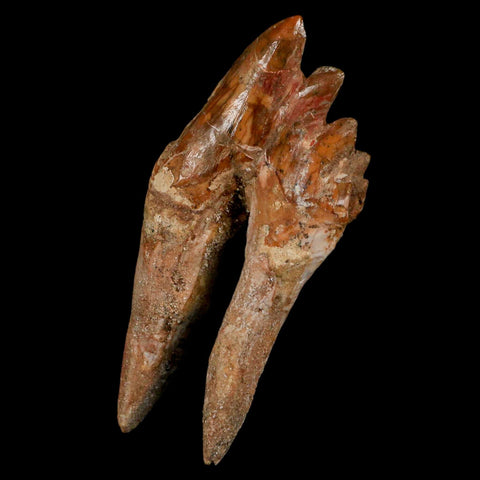 3.9" Basilosaurus Tooth Rooted Prehistoric Whale 34 Mil Yrs Old Late Eocene COA - Fossil Age Minerals