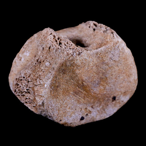 2.3" Plesiosaur Fossil Vertebrae Cretaceous Dinosaur Era Zarafasaura Elasmosaurus COA - Fossil Age Minerals