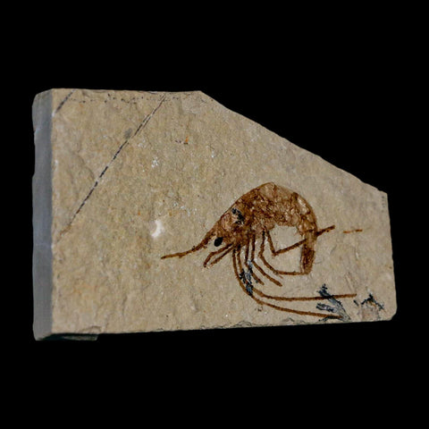 1.5" Fossil Shrimp Carpopenaeus Cretaceous Age 100 Mil Yrs Old Lebanon COA - Fossil Age Minerals