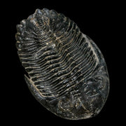 2.1" Metacanthina Issoumourensis Trilobite Fossil Devonian Age 400 Mil Yrs Old COA