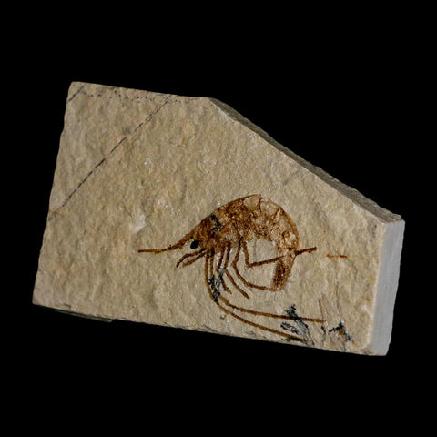 1.5" Fossil Shrimp Carpopenaeus Cretaceous Age 100 Mil Yrs Old Lebanon COA - Fossil Age Minerals