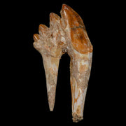 3.9" Basilosaurus Tooth Rooted Prehistoric Whale 34 Mil Yrs Old Late Eocene COA