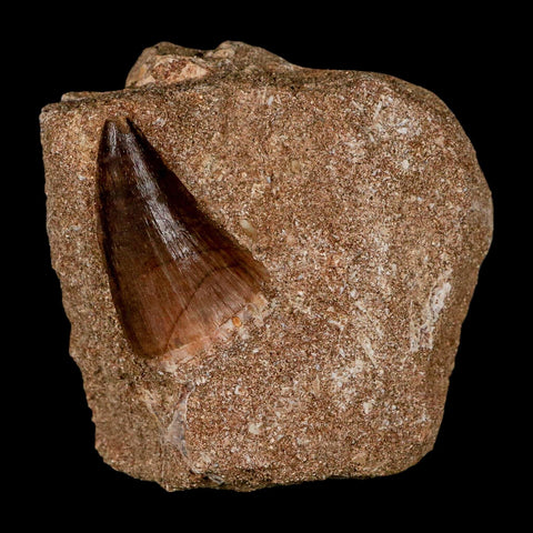 2 Two Mosasaur Prognathodon Fossil Tooth In Matrix Cretaceous Dinosaur Era COA - Fossil Age Minerals