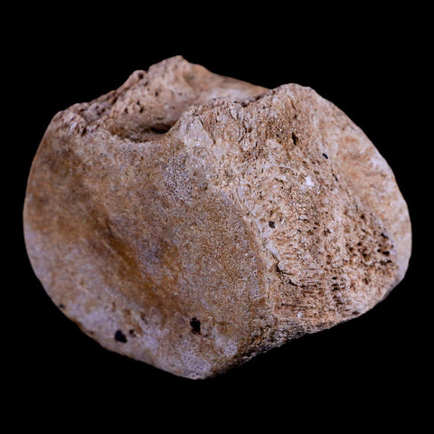 2.3" Plesiosaur Fossil Vertebrae Cretaceous Dinosaur Era Zarafasaura Elasmosaurus COA - Fossil Age Minerals