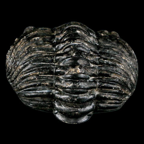 4.3" Huge Rolled Drotops Trilobite Fossil Devonian Age Morocco Arthropod COA - Fossil Age Minerals