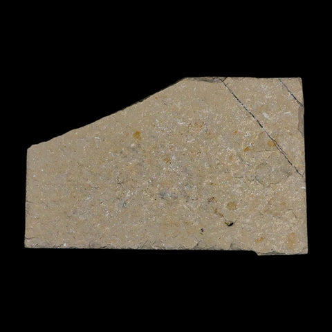 1.5" Fossil Shrimp Carpopenaeus Cretaceous Age 100 Mil Yrs Old Lebanon COA - Fossil Age Minerals