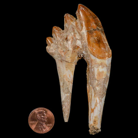 3.9" Basilosaurus Tooth Rooted Prehistoric Whale 34 Mil Yrs Old Late Eocene COA