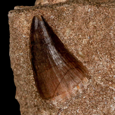 2 Two Mosasaur Prognathodon Fossil Tooth In Matrix Cretaceous Dinosaur Era COA - Fossil Age Minerals