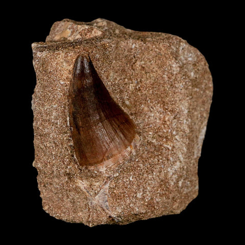 2 Two Mosasaur Prognathodon Fossil Tooth In Matrix Cretaceous Dinosaur Era COA - Fossil Age Minerals